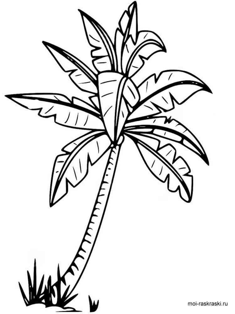 Palm coloring pages