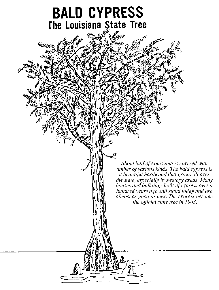 Free louisiana state tree coloring page download free louisiana state tree coloring page png images free cliparts on clipart library