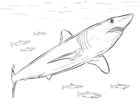 Shortfin mako shark coloring page free printable coloring pages shark coloring pages great white shark drawing coloring pages