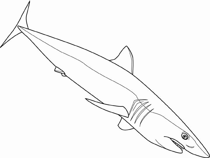 Coloring shortfin mako shark picture
