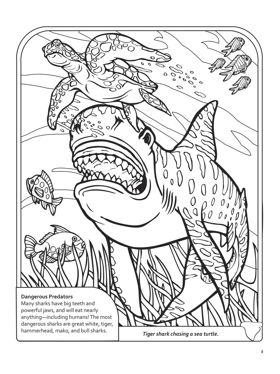 Sharks coloring book db