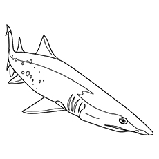 Top shark coloring pages for your little ones