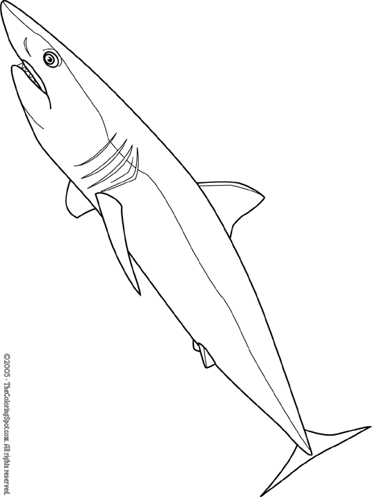 Mako shark coloring page audio stories for kids free coloring pages colouring printables
