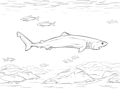 Crocodile shark coloring page free printable coloring pages