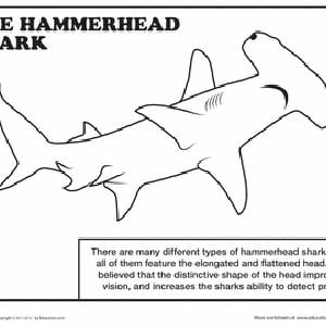 Sharks for shark week coloring pages