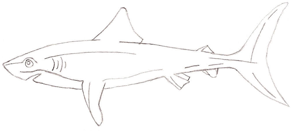 Mako shark by jaina
