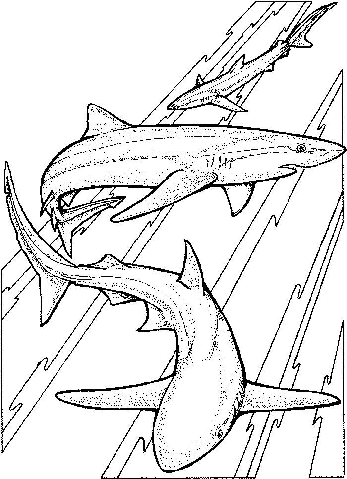 Mako shark coloring pages shark coloring pages shark drawing coloring pages