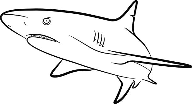 Shortfin mako shark illustrations stock illustrations royalty