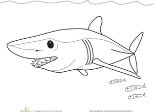 Color the mako shark worksheet education butterfly coloring page mako shark shark craft