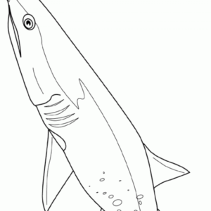 Shark coloring pages printable for free download