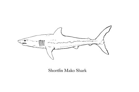 Photograph an illustration of a shortfin mako sha science source images