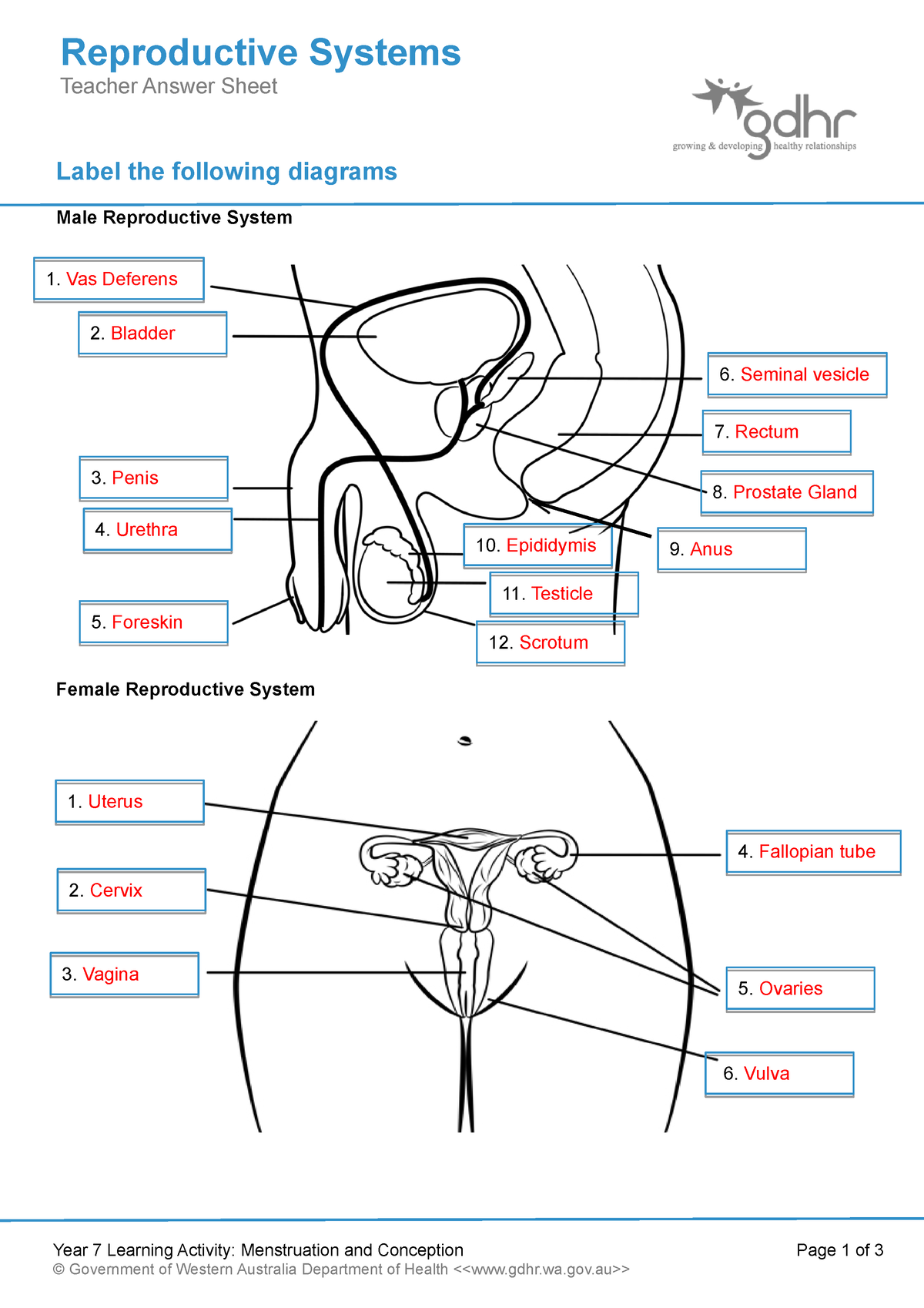 Reproductive systems teacher answer sheet