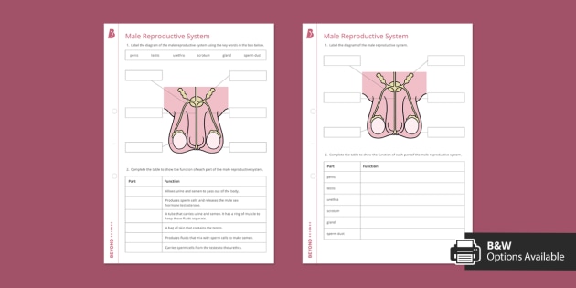Male reproductive system worksheet beyond teacher made