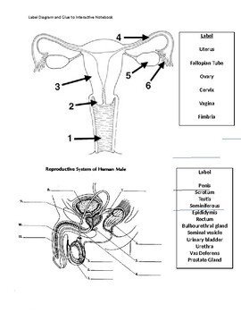 Male and female reproductive system label worksheet tpt