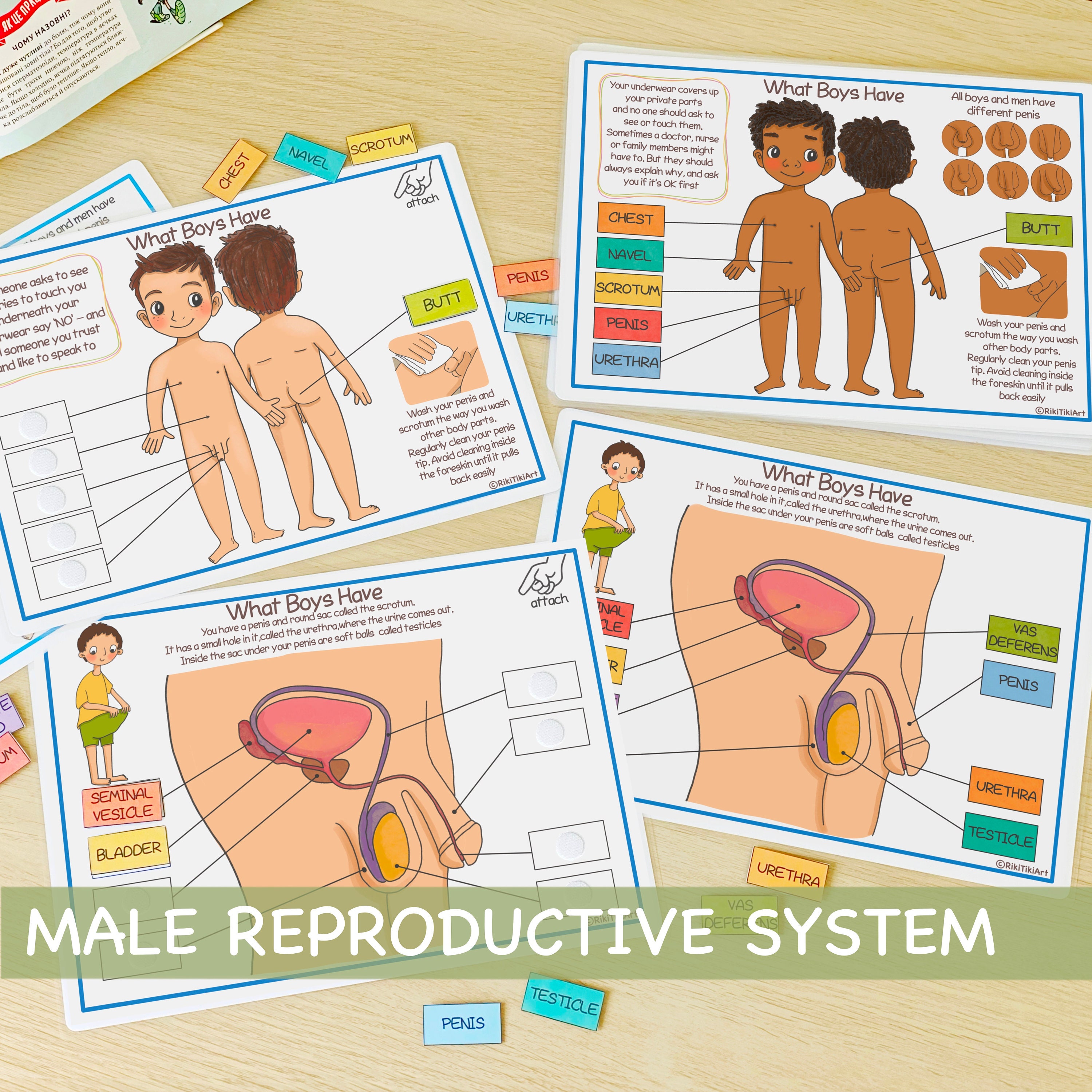 Male reproductive system learning bundle human anatomy busy bundle about me preschool printable toddler activities homeschool resources