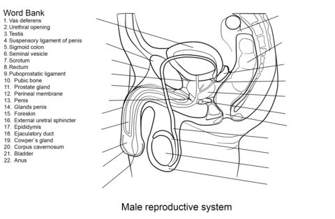 Male reproductive system worksheet coloring page free printable coloring pages reproductive system female reproductive system anatomy coloring book