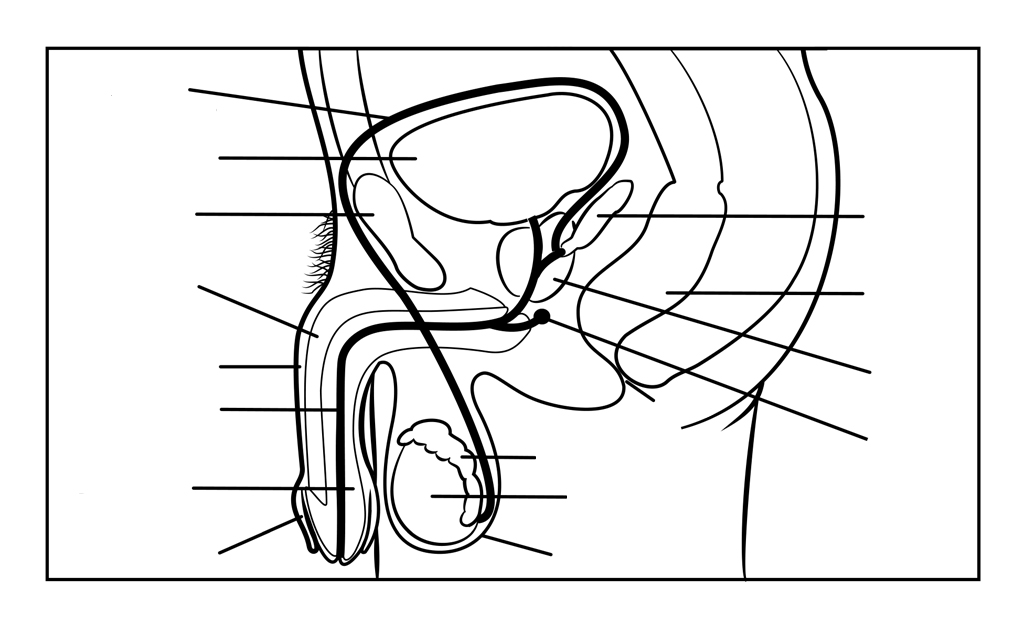 Male reproductive system