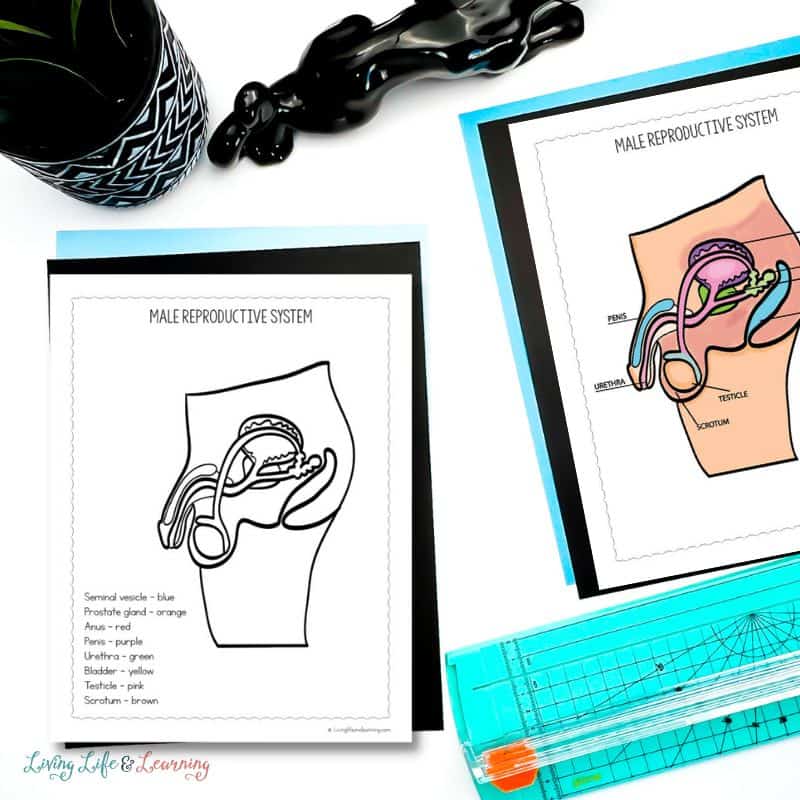 Reproductive system coloring pages