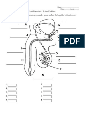 Male reproductive system worksheet pdf