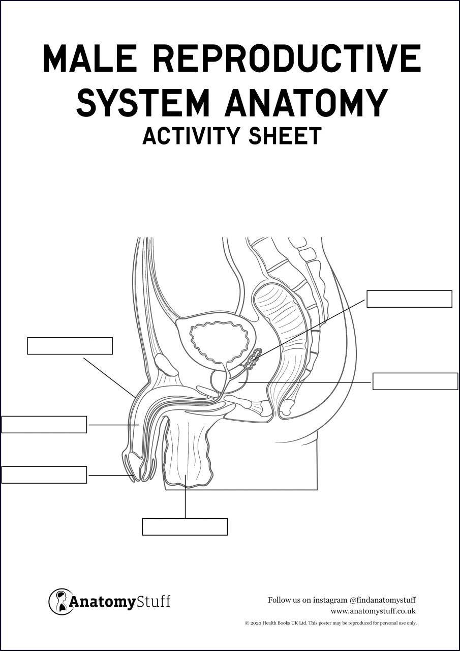 Male reproductive system anatomy activity sheet pdf