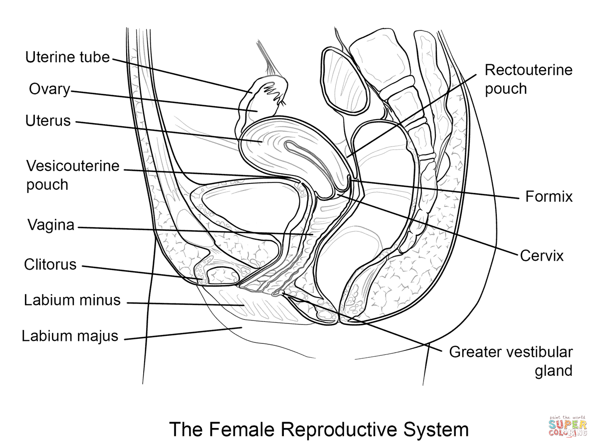 Female reproductive system coloring page free printable coloring pages