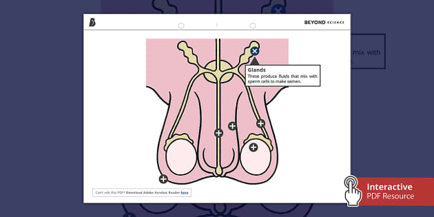 Male reproductive system picture hotspots teacher