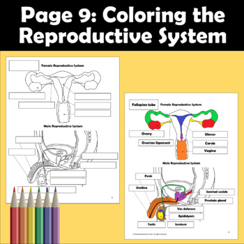 Reproductive system male and female coloring and activity packet