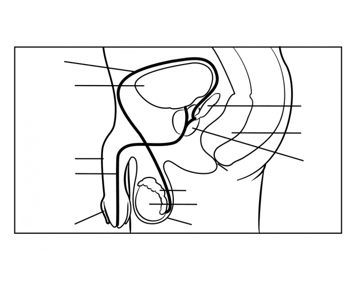 Male reproductive system â printable worksheet