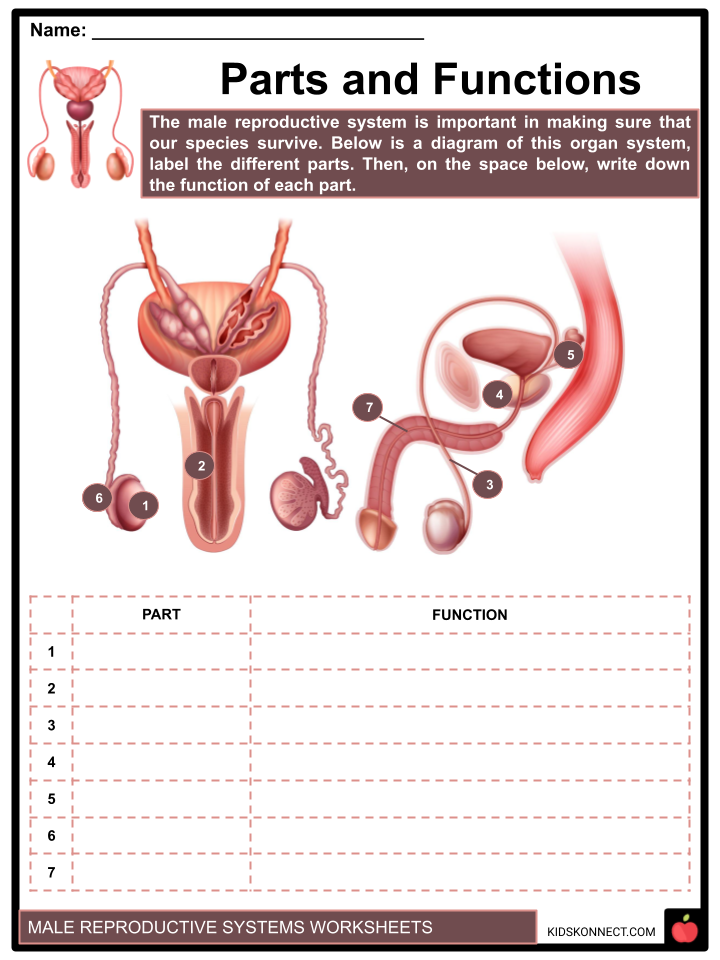 Male reproductive system worksheets what is reproduction sperm cells and reproduction