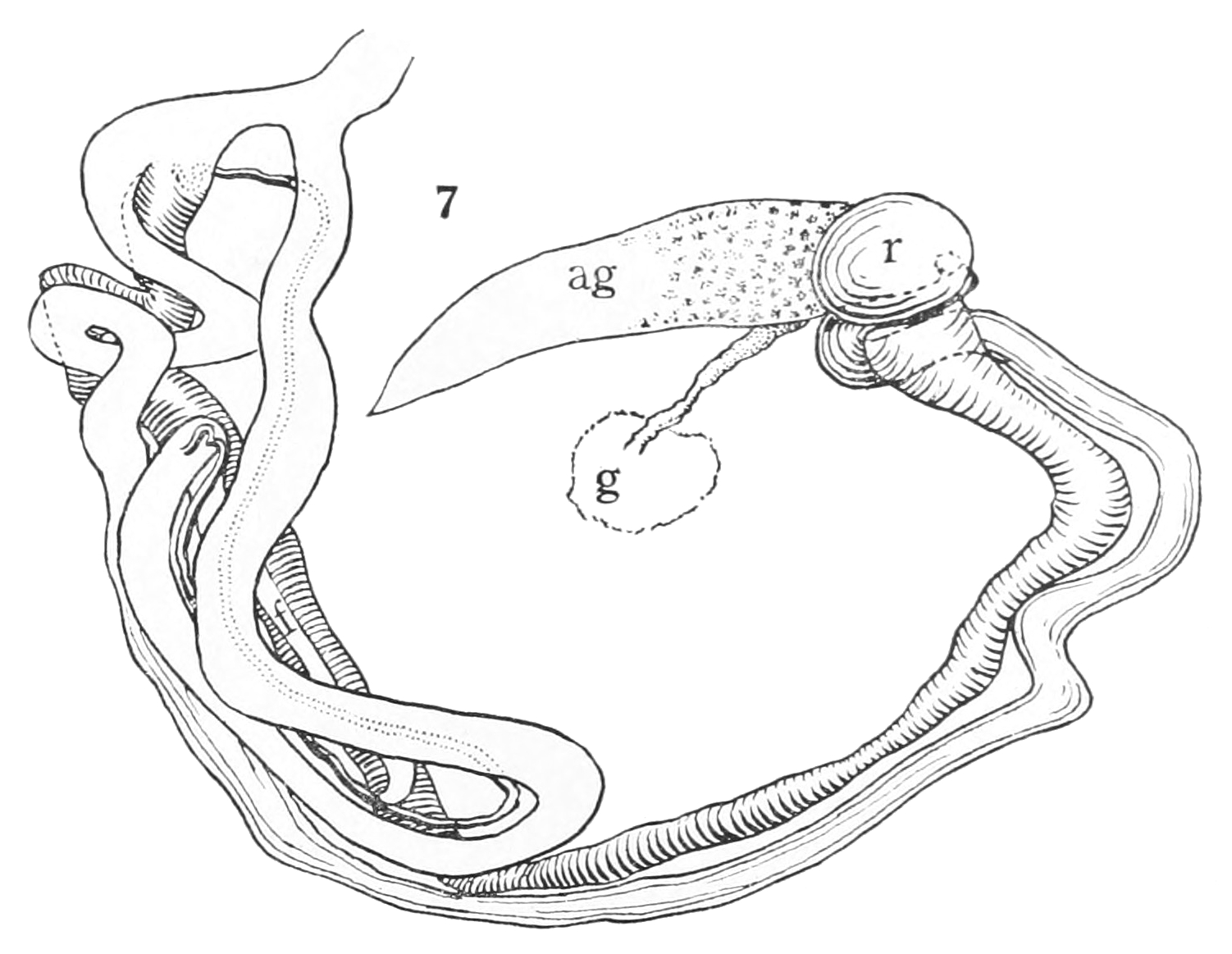 Reproductive system of gastropods most up