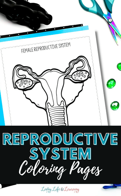 Reproductive system coloring pages free homeschool deals