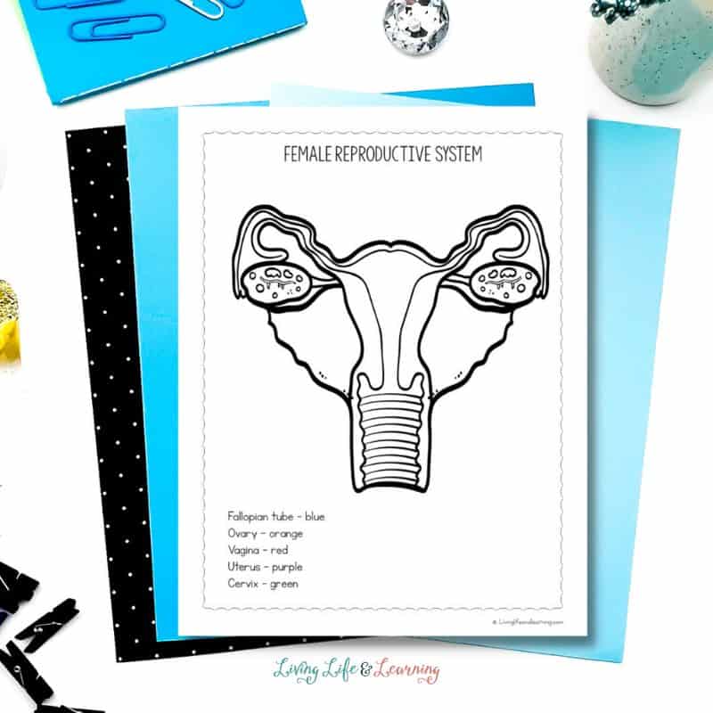 Reproductive system coloring pages