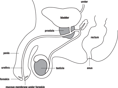 Male reproductive system free images at