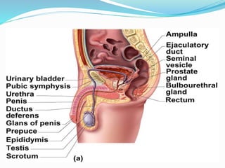 Anatomy physiology of the male reproductive system ppt