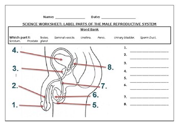 Science worksheets label parts of the male reproductive system tpt