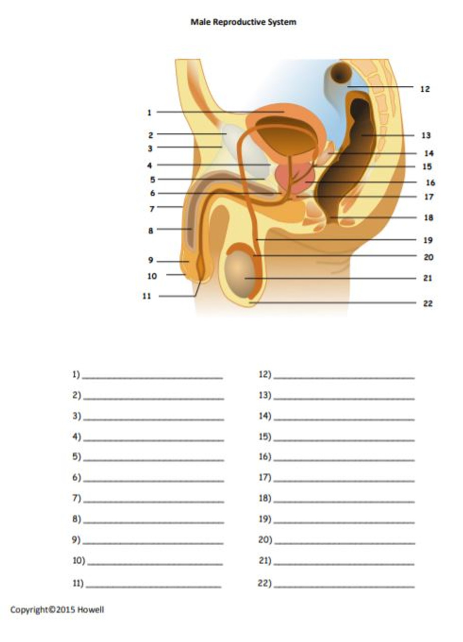 Male reproductive system identification quiz