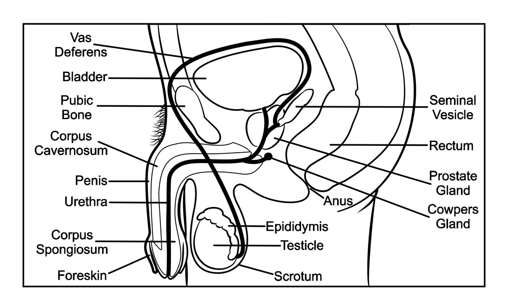 Male reproductive system