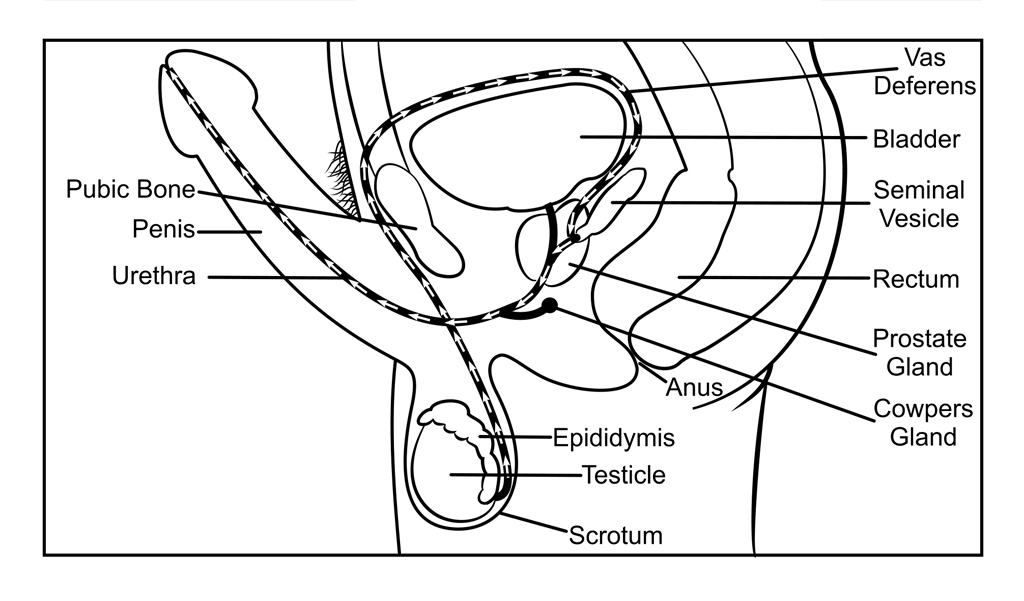 Male reproductive system