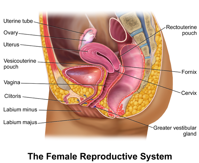 Human reproductive system