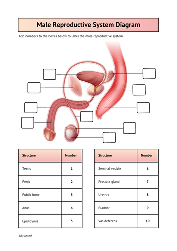 Male reproductive system diagram answer sheet included teaching resources