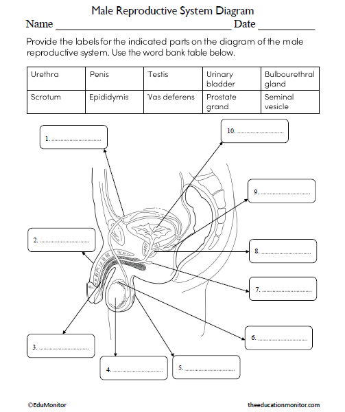 Male reproductive system diagram science worksheet for grade science worksheets language arts worksheets phonics worksheets