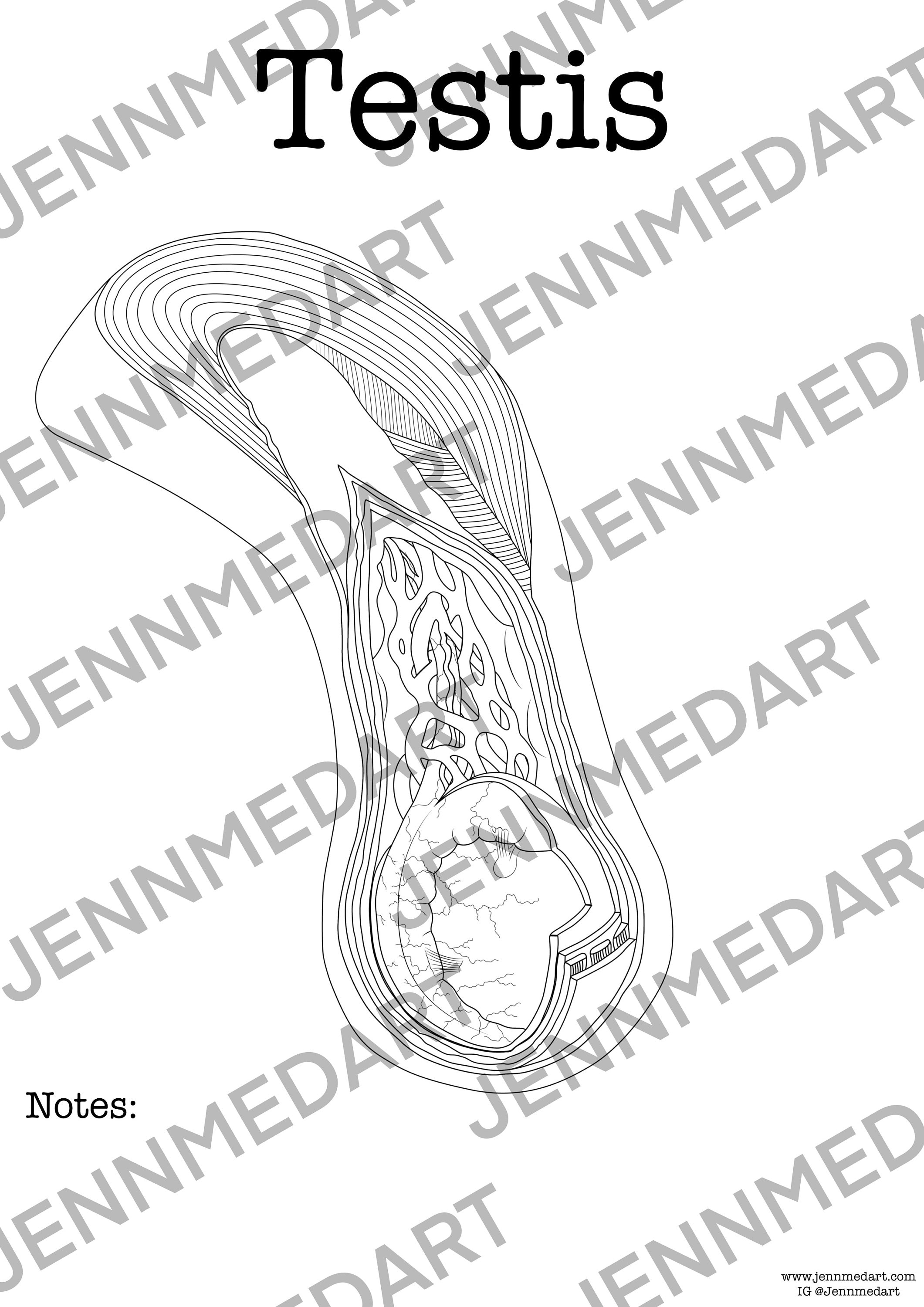 Testis anatomy coloring page