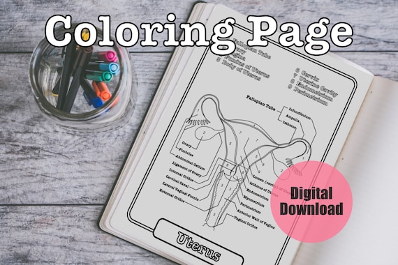 Buy uterus anatomy coloring page female reproductive worksheet study guide digital download online in india