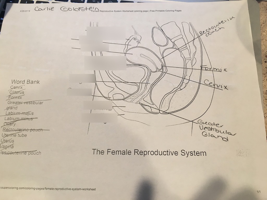 Female reproductive system diagram