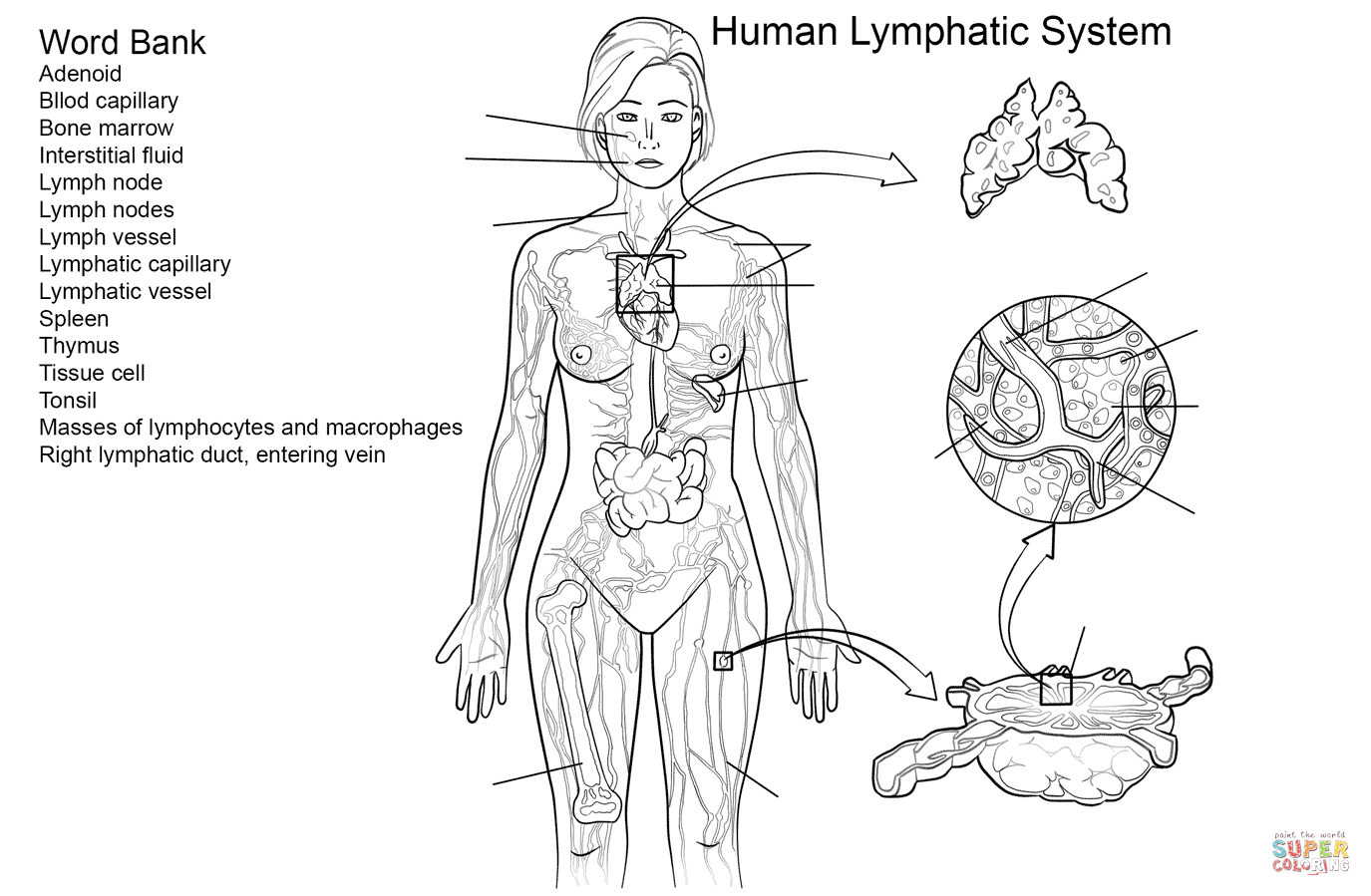 Lymphatic system worksheet coloring page free printable coloring pages