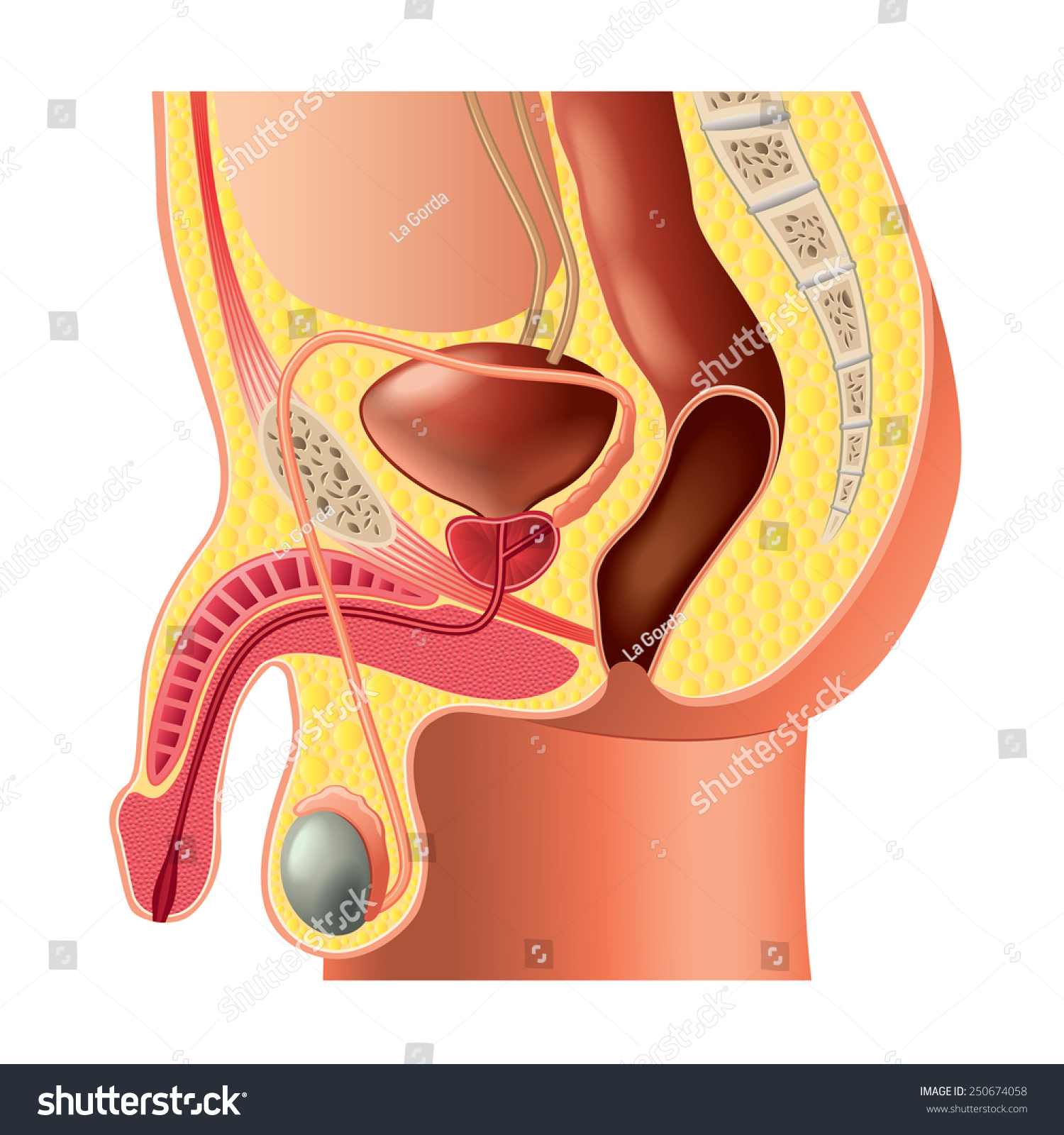 Male reproductive system anatomy isolated photorealistic stock vector royalty free