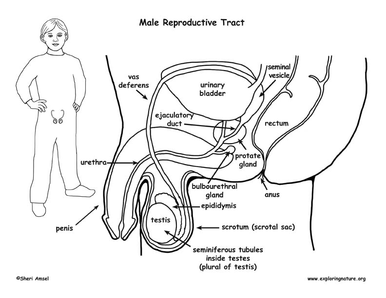 Reproductive system