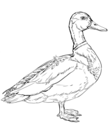 Mallard coloring pages free coloring pages