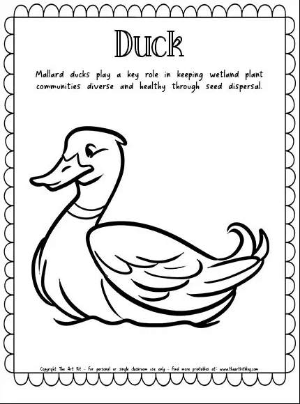 Mallard duck fun fact coloring page free homeschool deals