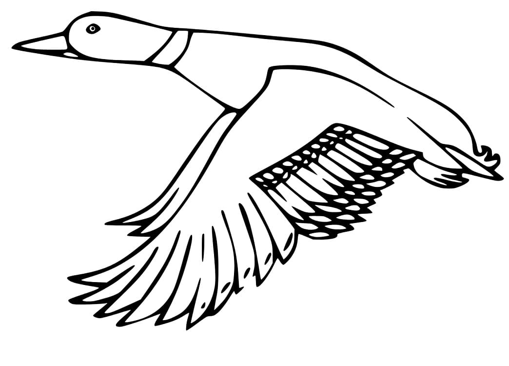 A flying mallard coloring page